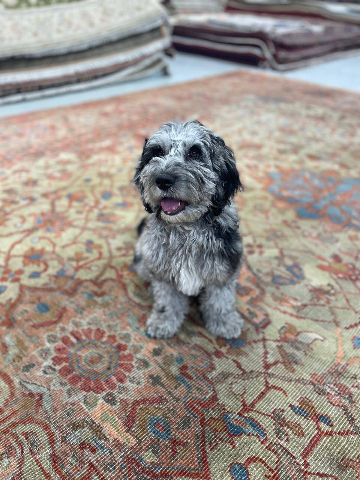 Cooper, Freddie's dog